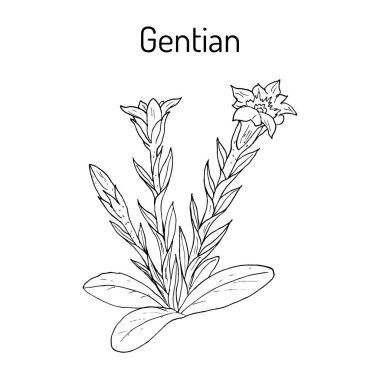 Gentian Gentiana loureiroi , medicinal plant clipart