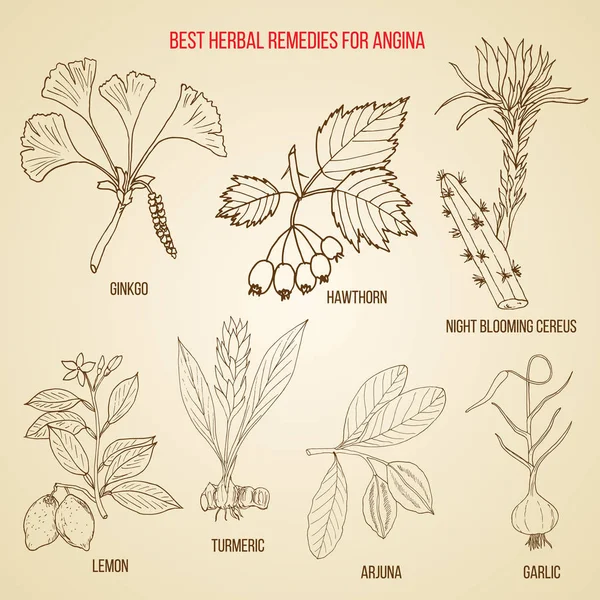 草药治疗心绞痛的集合。手绘植物矢量图 — 图库矢量图片