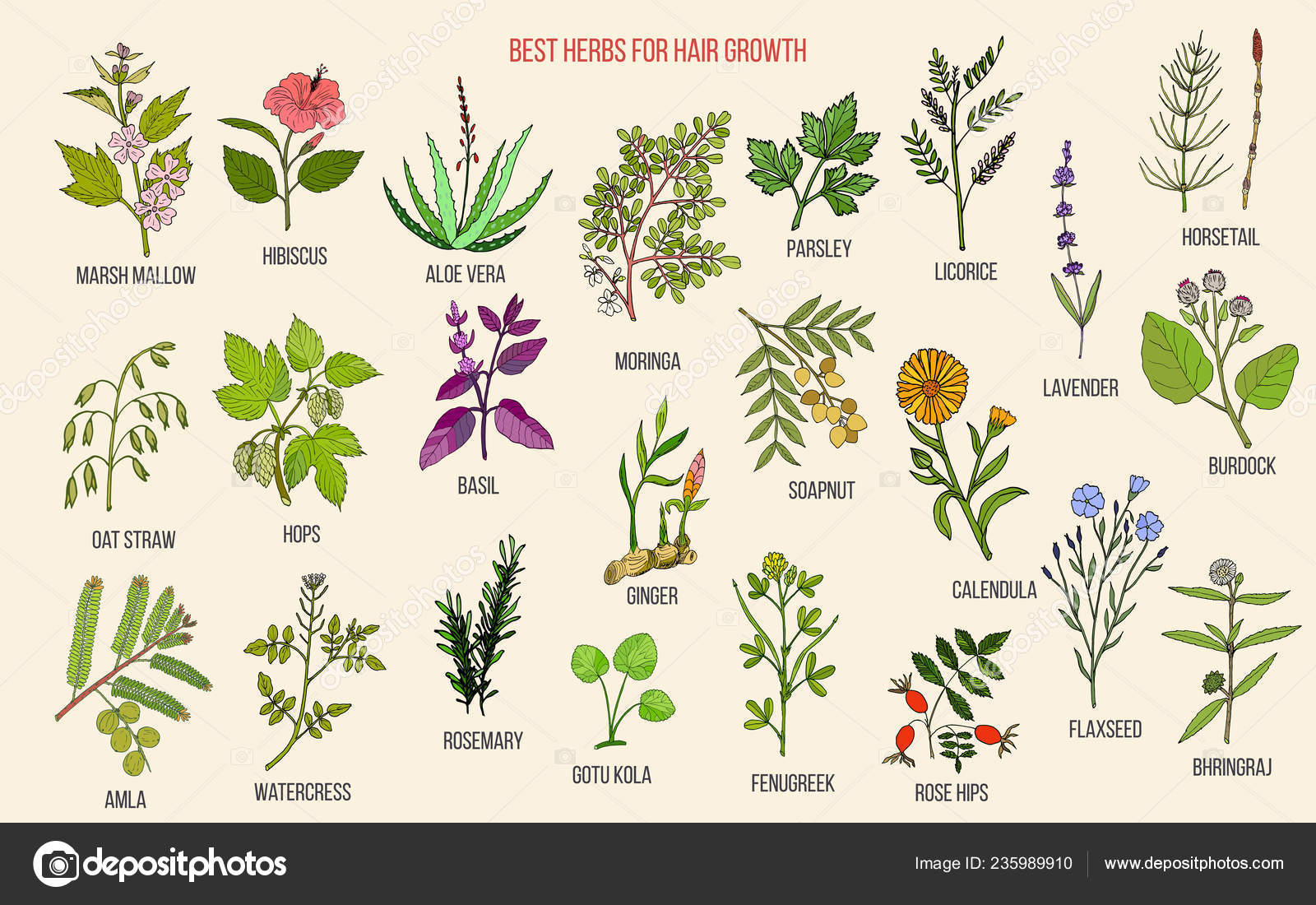 Best Medicinal Herbs For Hair Growth Stock Vector By Foxyliam 235989910 herbal-hair-oil-for-healthy-hair-growth-homemade-natural-recipe-youtube