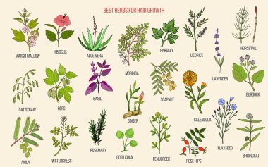 Best medicinal herbs for hair growth clipart