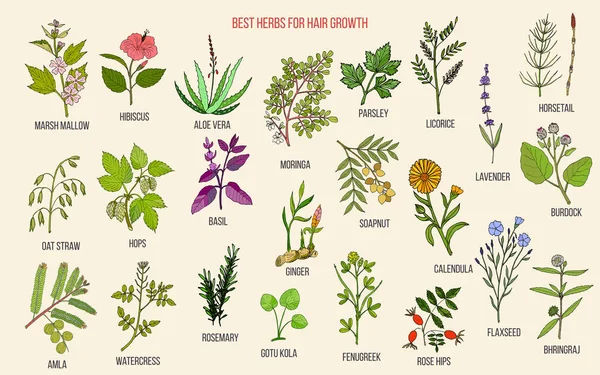 Meilleures herbes médicinales pour la croissance des cheveux — Image vectorielle