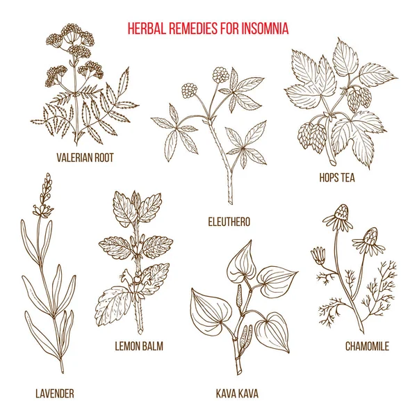 Los mejores remedios herbales para el insomnio — Vector de stock