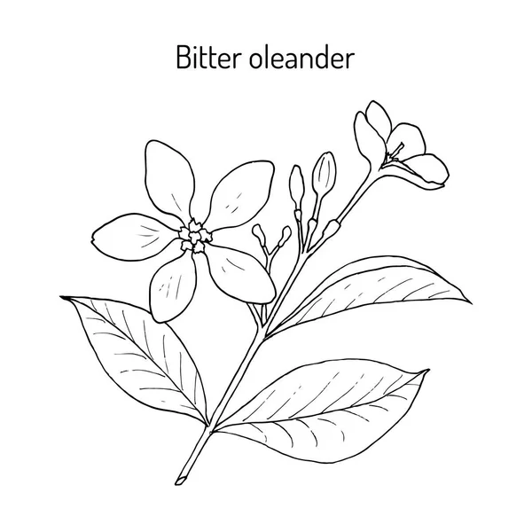 Oleandro amargo Wrightia ou holarrhena antidysenterica, planta medicinal — Vetor de Stock