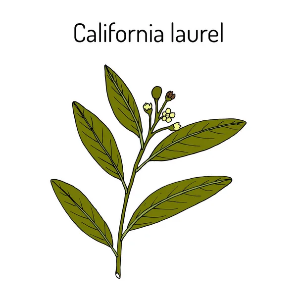 Loureiro da Califórnia, Umbellularia californica, ou murta do Oregon — Vetor de Stock