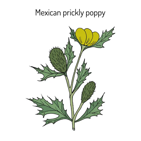 Meksikolainen piikikäs unikko Argemone mexicana, tai kukkiva ohdake, lääkekasvi — vektorikuva
