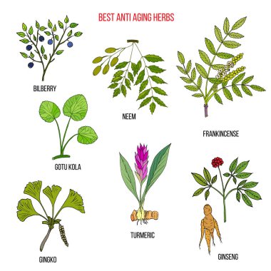 En iyi Anti-Aging Otlar toplama
