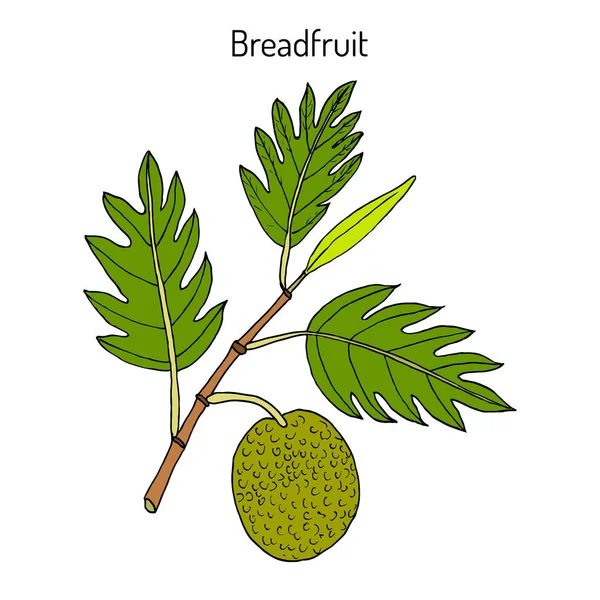 Breadfruit Artocarpus altilis, пищевое и лекарственное растение — стоковый вектор