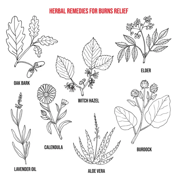 Collection of best herbs for burns relief — Stock Vector