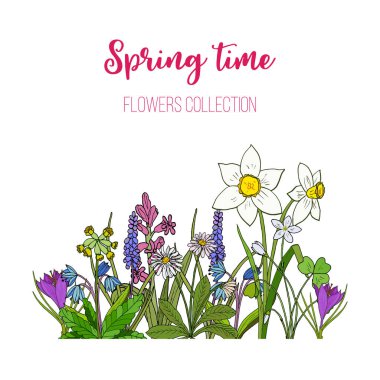 Bahar çiçek çiğdem, scilla, çuha çiçeği