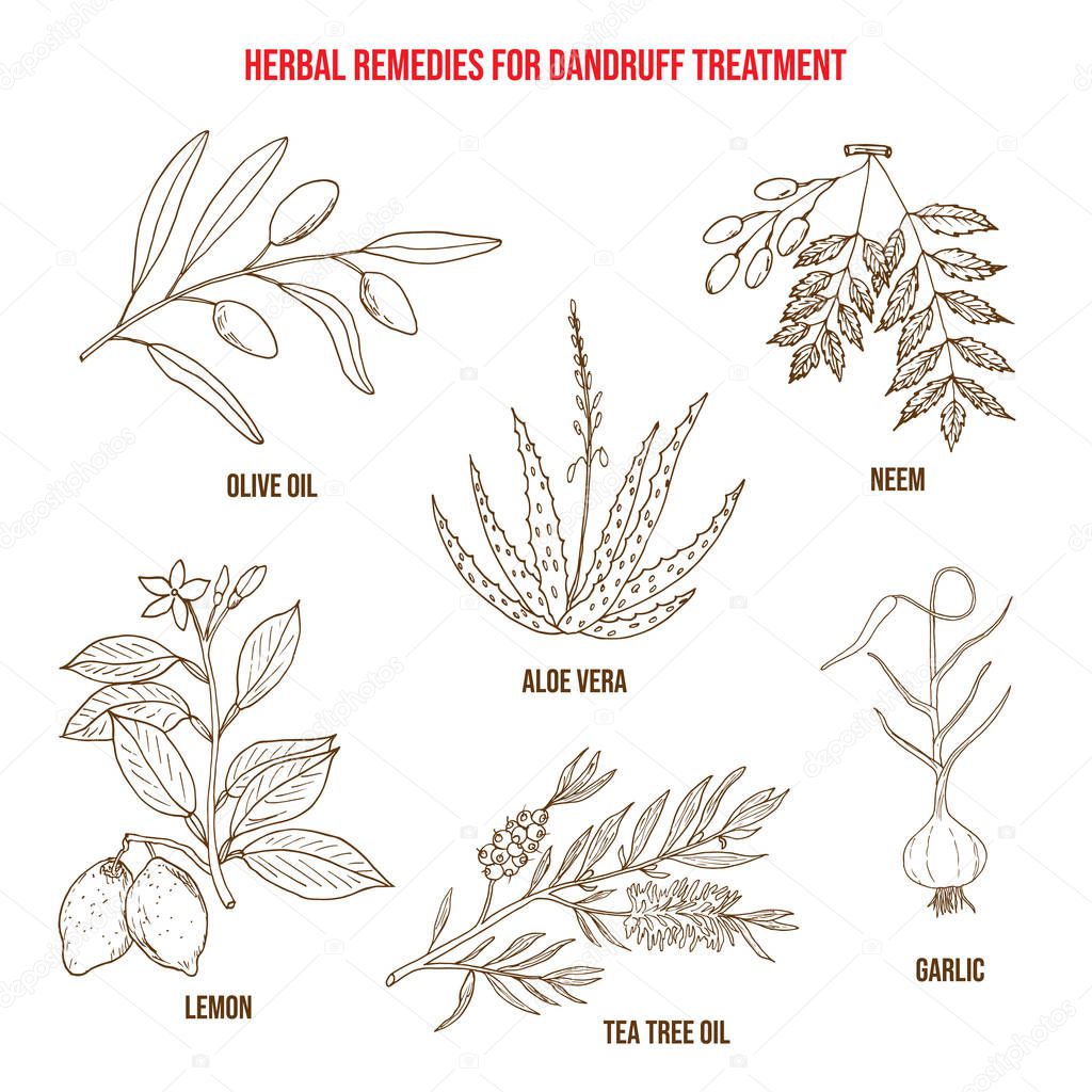 Best herbs for dandruff treatment
