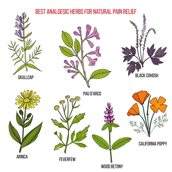 Las mejores hierbas naturales analgésicas para aliviar el dolor — Vector de stock