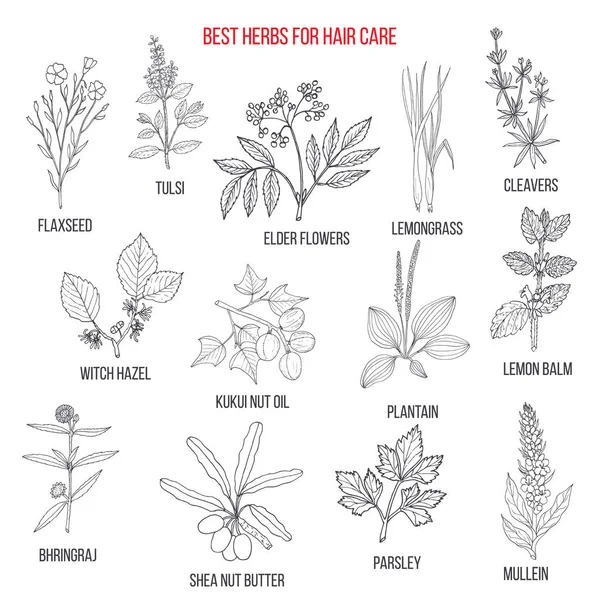 Meilleures herbes médicinales pour les soins capillaires — Image vectorielle