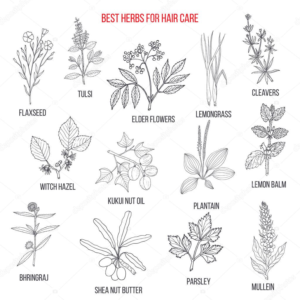 Best medicinal herbs for hair care