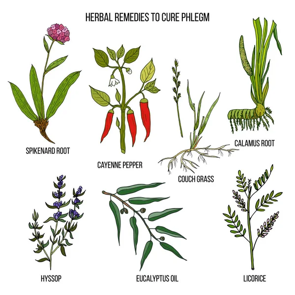 Meilleurs remèdes à base de plantes pour guérir le flegme — Image vectorielle