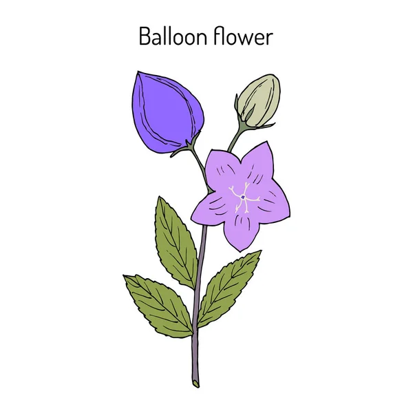 Palloncino Fiore Platycodon grandifloru, o campanula cinese, pianta medicinale — Vettoriale Stock