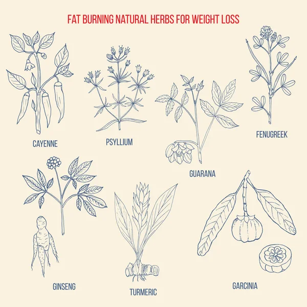 Кращі натуральні трави для спалювання жиру і швидкої втрати ваги — стоковий вектор