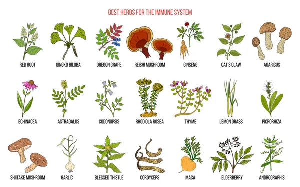 Las mejores hierbas medicinales para el sistema inmunológico — Vector de stock