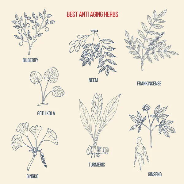 Mejor colección de hierbas antienvejecimiento — Vector de stock