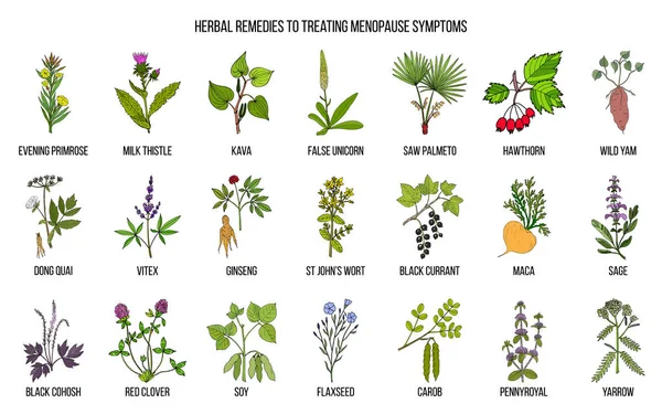 Las mejores hierbas para el tratamiento de los síntomas de la menopausia — Vector de stock