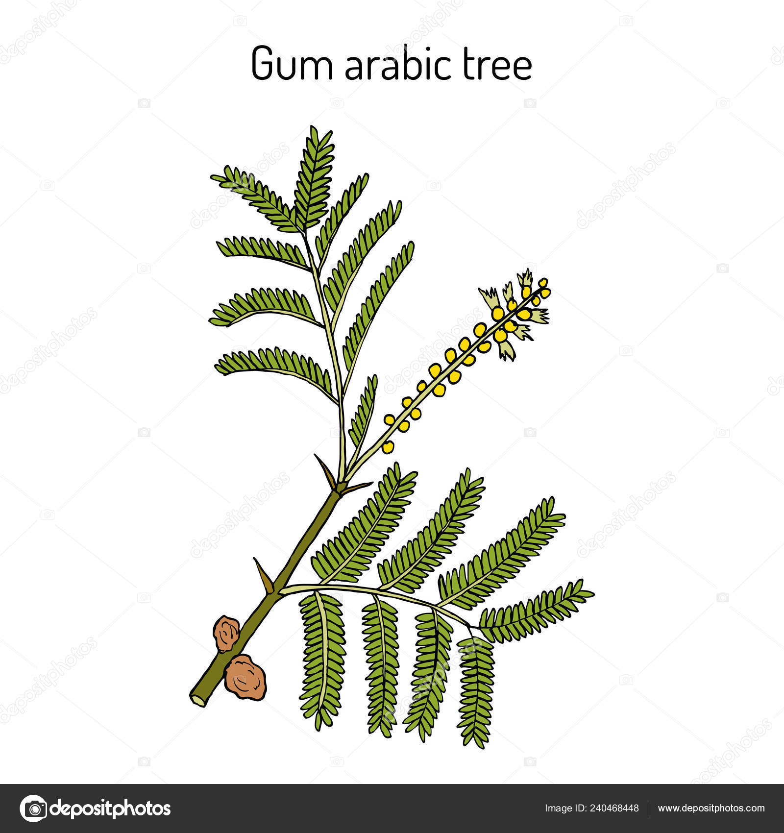 Gum Arabic Tree Acacia Senegal Or Kher Medicinal Plant Stock Vector Image By C Foxyliam 240468448