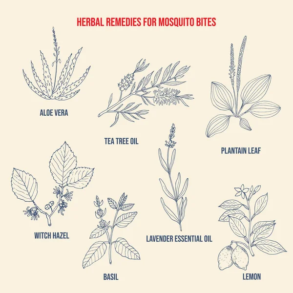 Melhores remédios à base de plantas para picadas de mosquito —  Vetores de Stock