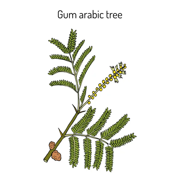 Arabianikumi Acacia senegal tai Kher, lääkekasvi — vektorikuva