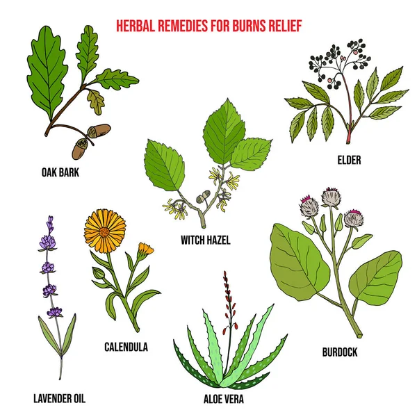 Collection of best herbs for burns relief — Stock Vector