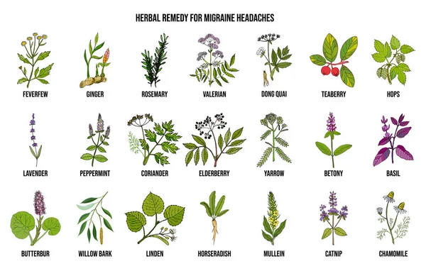 Las mejores hierbas medicinales para el alivio de las migrañas — Vector de stock