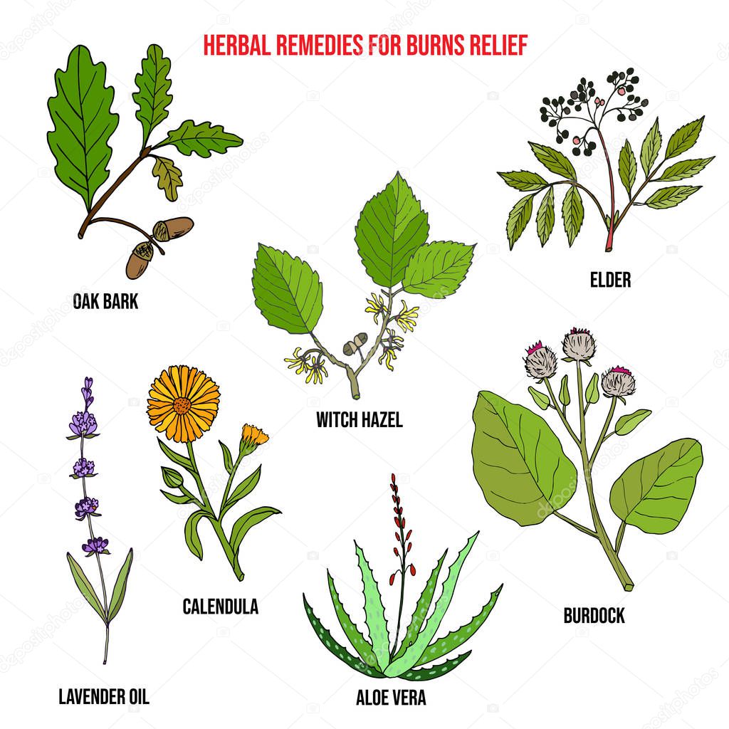Collection of best herbs for burns relief