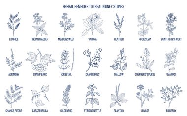 Best herbs for kidney stone disease clipart