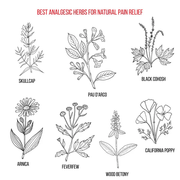 Best analgesic natural herbs for pain relief — Stock Vector