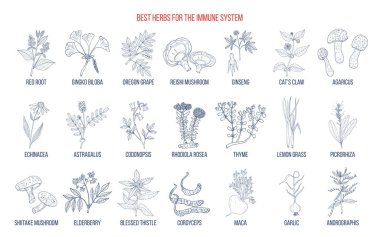 Best medicinal herbs for the immune system clipart