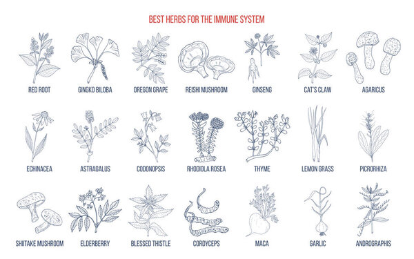 Best medicinal herbs for the immune system