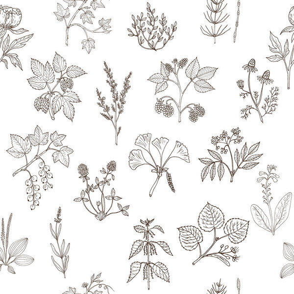 Seamless pattern with hand drawn medicinal plants