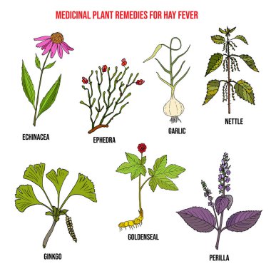 Best herbal remedies for hay fever clipart