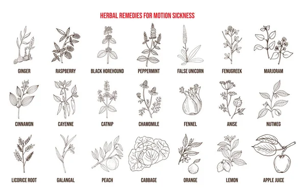 Melhores remédios à base de plantas para a doença do movimento —  Vetores de Stock