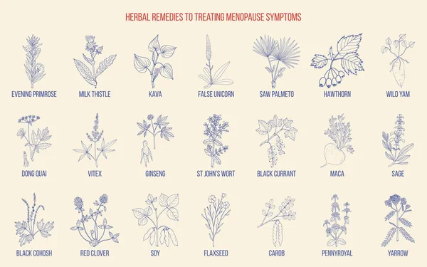 Meilleures herbes pour le traitement des symptômes de la ménopause — Image vectorielle