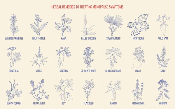 Ramuan terbaik untuk pengobatan gejala menopause - Stok Vektor