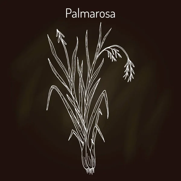 Palmarosa Cymbopogon martinii, planta medicinal — Vector de stock