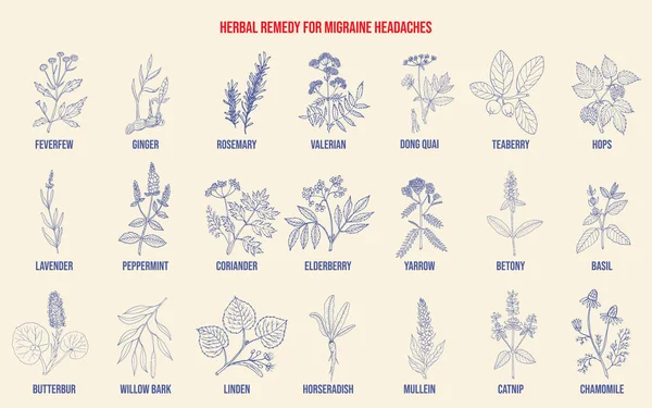 Las mejores hierbas medicinales para el alivio de las migrañas — Archivo Imágenes Vectoriales