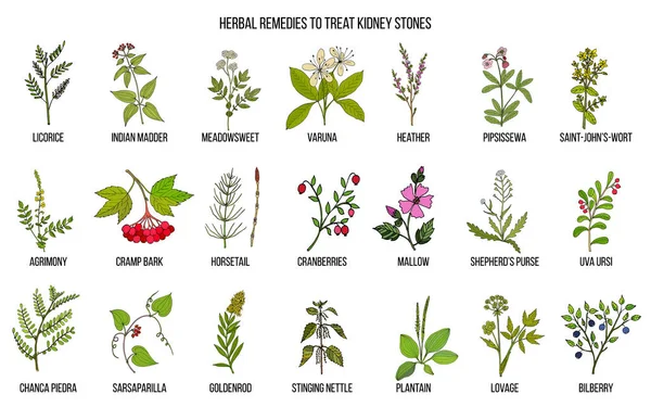 Las Mejores Hierbas Para Enfermedad Cálculos Renales Conjunto Vectores Dibujados — Vector de stock