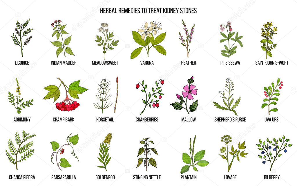 Best herbs for kidney stone disease. Hand drawn vector set of medicinal plants