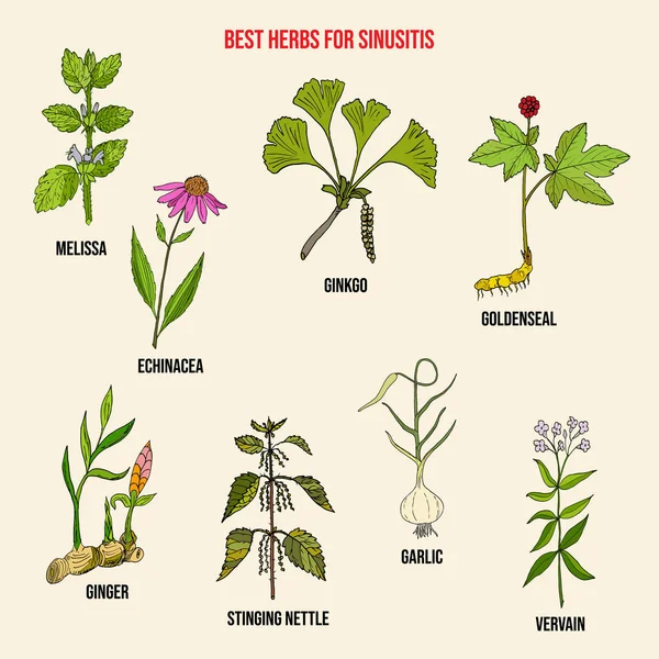 Die besten pflanzlichen Mittel gegen Sinusitis — Stockvektor
