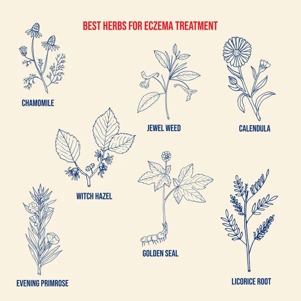 Best medicinal herbs for eczema Stock Illustration