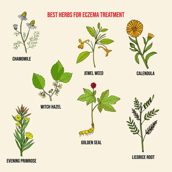Best medicinal herbs for eczema Vector Graphics
