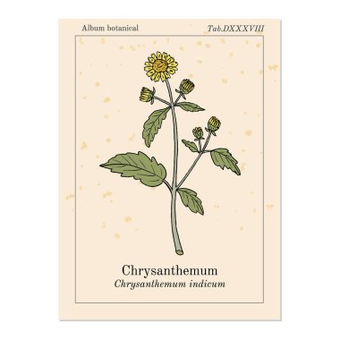 Krizantem indicum, şifalı bitki