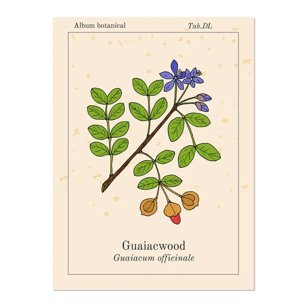 Guaiacwood Guaiacum officinale, planta medicinal — Vetor de Stock