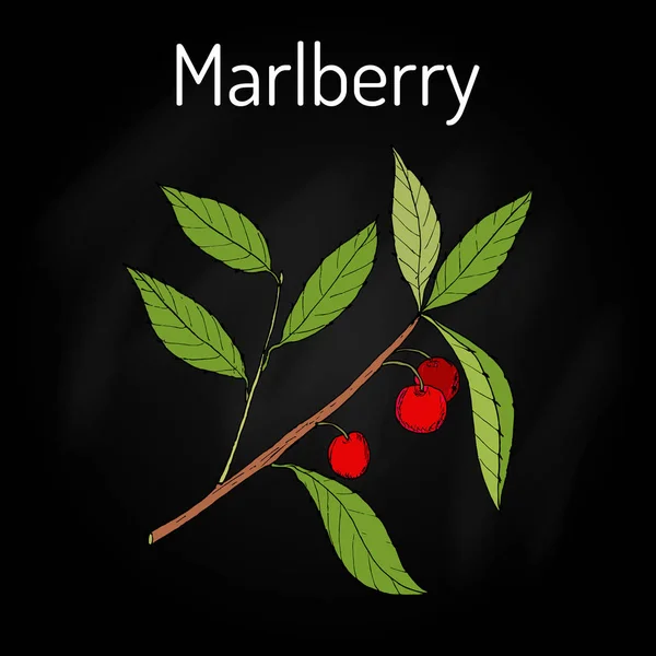 Айва японська Marlberry Ardisia, лікарська рослина — стоковий вектор