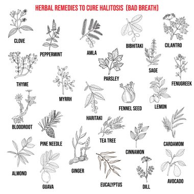 Best medicinal herbs to cure halitosis clipart