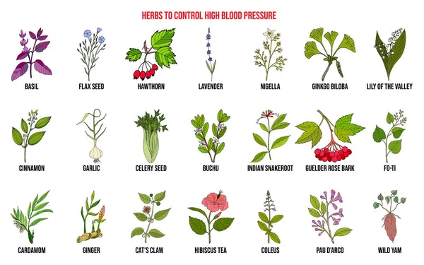 Best herbs to control high blood pressure — Stock Vector